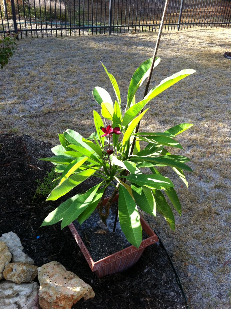 2012/00(Landscaping)/800x600_2011-08-06-6607 Conifer Cove-23.jpg